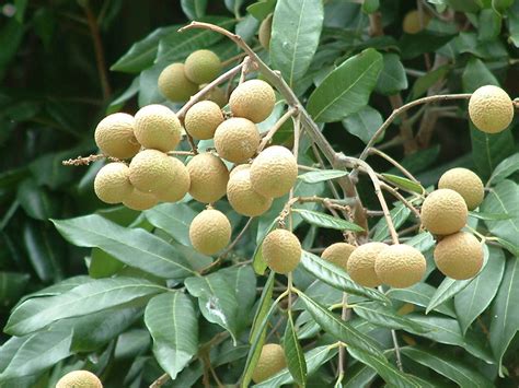 龍眼樹|學名 Dimocarpus longan Lour.